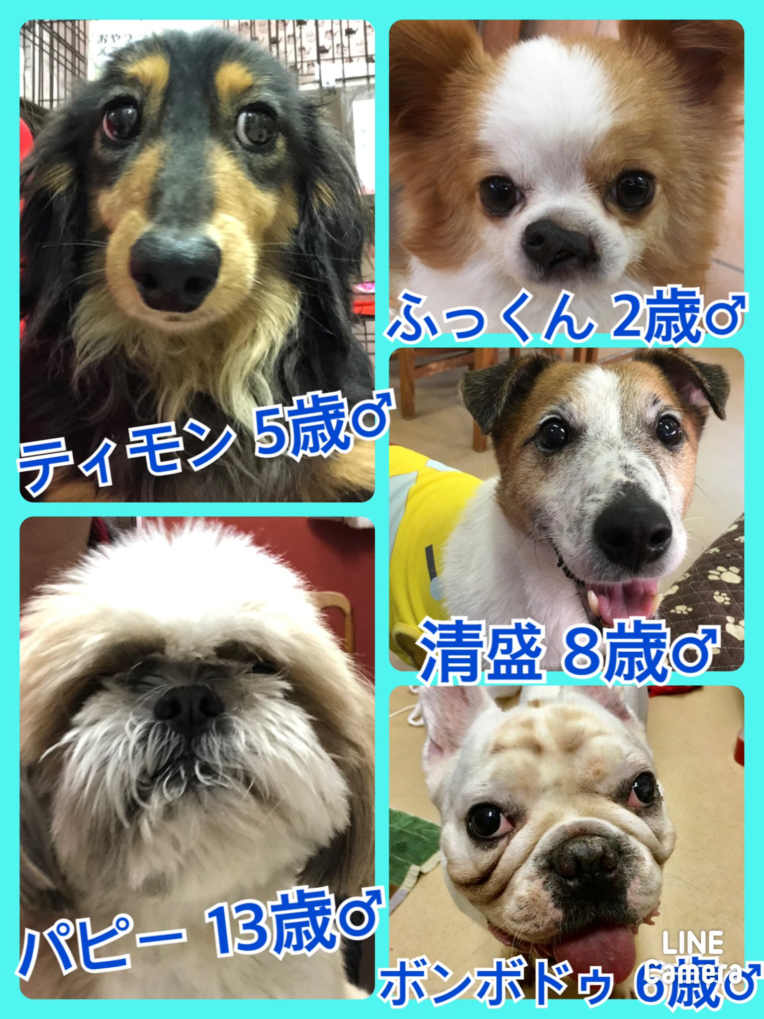 🐾今日の里親様募集中ワンコ🐶＆ニャンコ🐱メンバーです🐾2021,5,28